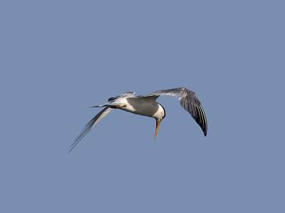 Elegant Tern _8176014.jpg