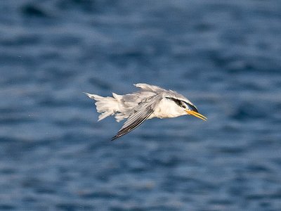 Elegant Tern _8176019.jpg