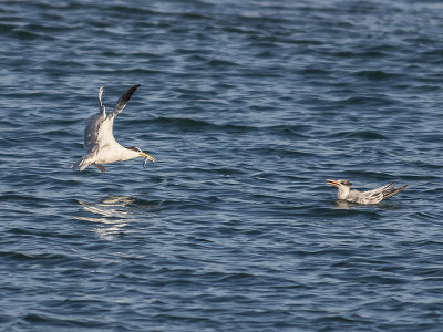 Elegant Terns _8176053.jpg