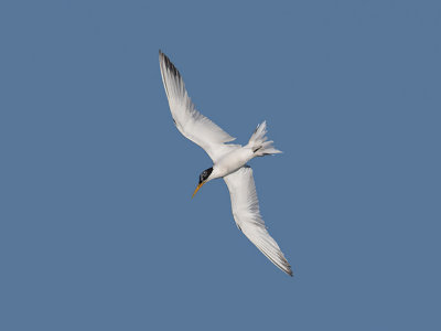 Elegant Tern _8196123.jpg