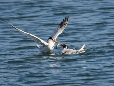 Elegant Terns _8196215.jpg