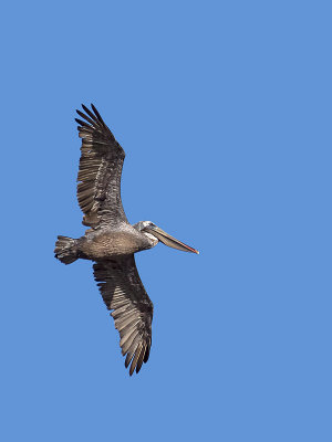 Brown Pelican _8266294.jpg