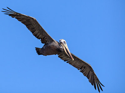 Brown Pelican _8266303.jpg