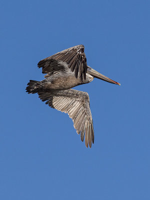 Brown Pelican _8266323.jpg