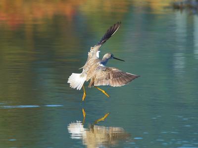 Lesser Yellowlegs _A319299-01.jpg