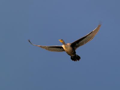 Cormorant_B039538-01 8x6.jpg