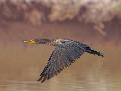 Cormorant_B059762-02.jpg