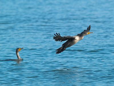 Cormornt_A218764-01 8x6.jpg