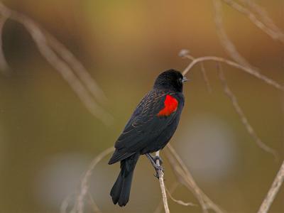 Red-winged Blackbird _B069821-01.jpg