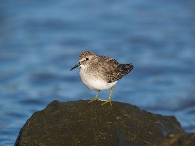 Least Sandpiper _A228915-01.jpg