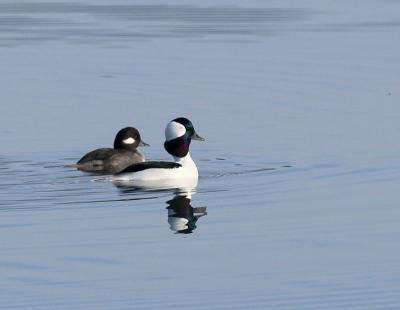 Bufflehead _B120134-01.jpg