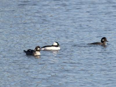 Bufflehead _B120171-01.jpg