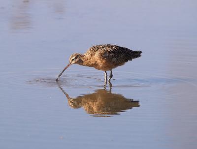 Curlew_B120058-01.jpg