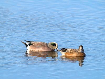 Wigeon _B120143-02.jpg