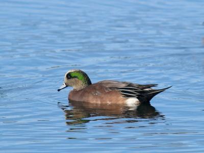 American Wigeon _B120104-01.jpg