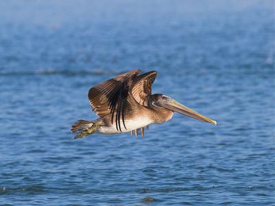 Pelican_A218783-01.jpg