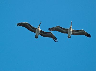 Pelicans_A218855-01 8x6.jpg