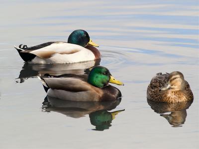 Mallards _B119941-01.jpg