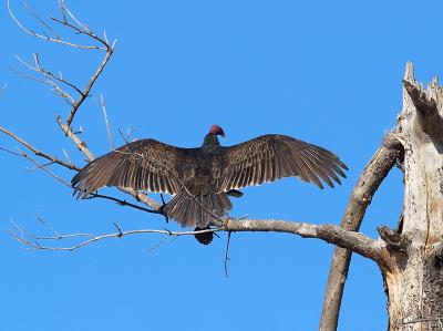 Turkey Vulture _B130297-02 8x6.jpg