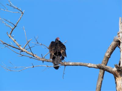 Turkey Vulture _B130301-01.jpg