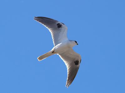 g4/76/426376/3/52300257.WhitetailedKite_B13028201.jpg