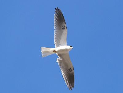 g4/76/426376/3/52300258.WhitetailedKite_B13028701.jpg