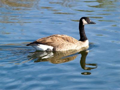 Canada Goose _B140380-01.jpg