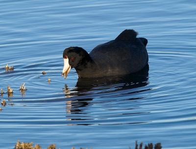 Adult Coot _B140438-01.jpg