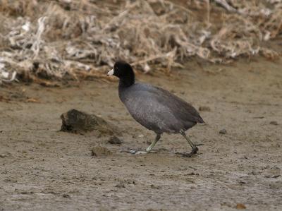 American Coot _B119999-02.jpg