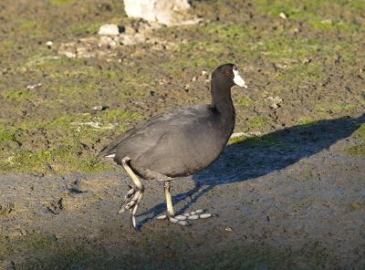 Young Coot _B140408-01.jpg