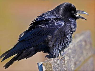 Common Raven _B150507-01.jpg