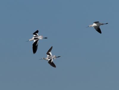 American Avocet_B190576-01.jpg