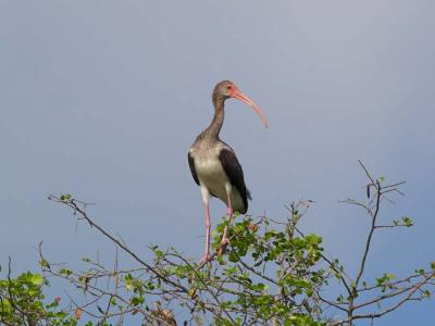  Juvenile White Ibis