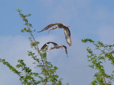  Juvenile White Ibis in Flight
