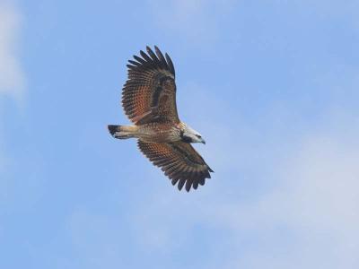 Black Collared Hawk in Flight
