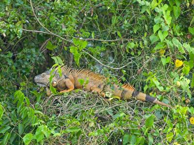 Brown Iguana