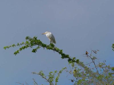 Cattle Egret in Treetop