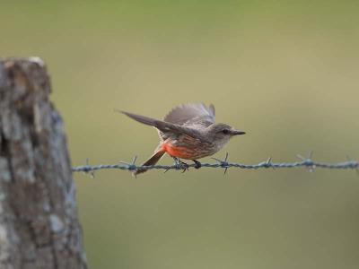 Vermillion Flycatcher, Female