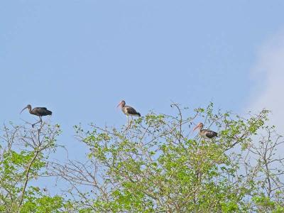 Glossy  and Juvenile White Ibis