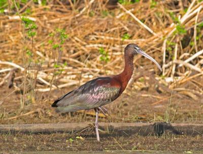 Glossy Ibis