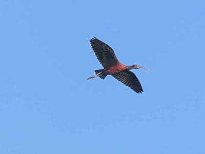 Glossy Ibis in Flight
