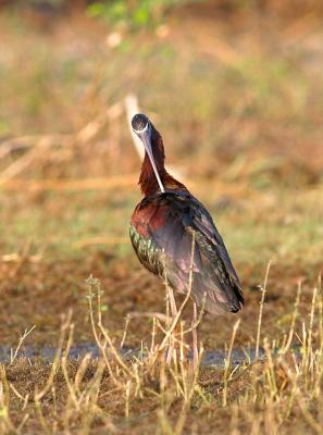 Glossy Ibis Preening