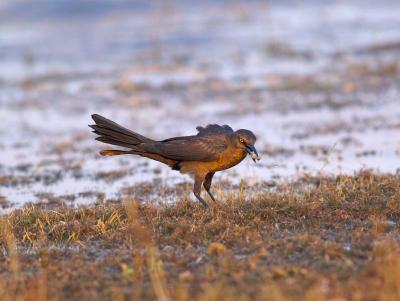 Grackle