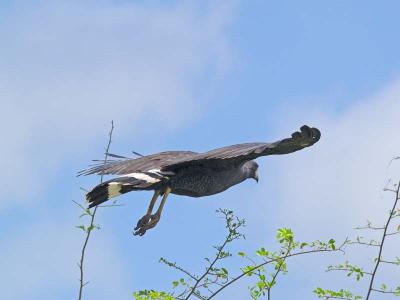 Great Black Hawk taking flight