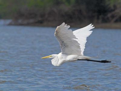 Great Egret #1