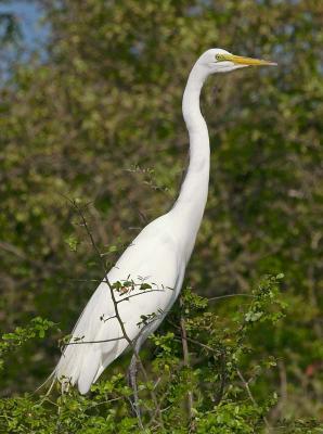 Great Egret Standing