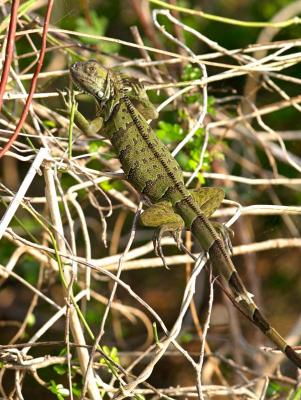 Green Iguana