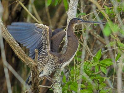 g4/76/426376/3/59299488.JuvenileAgamiHeron_419246301.jpg
