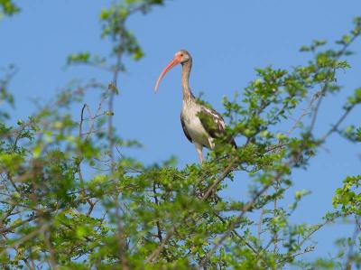 White Ibis, Juvenile
