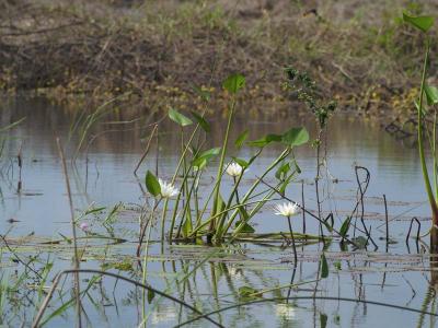 Lily Patch